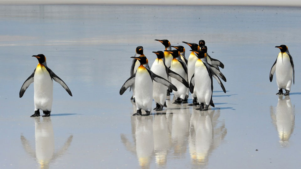 Pinguine